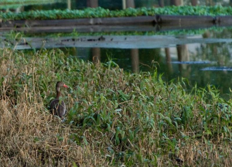 ¡La Ptar tiene vida! Familia de patos engalana la planta de aguas residuales de La Ceja
