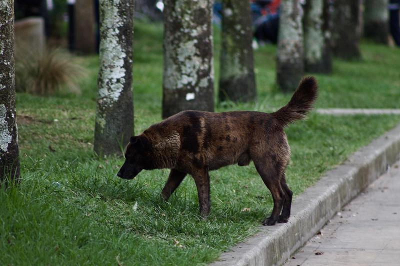 Empresas Públicas de La Ceja hace un llamado a la correcta disposición de heces de mascotas en espacios públicos